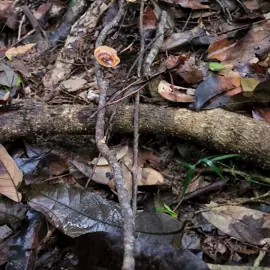 mushrooms-fungi