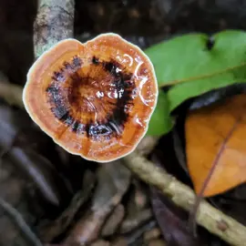 mushrooms-fungi