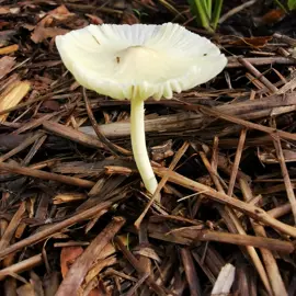 mushrooms-fungi