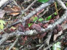 mushrooms-fungi