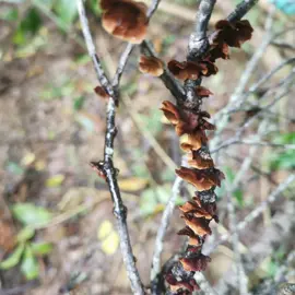 mushrooms-fungi