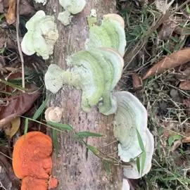 mushrooms-fungi