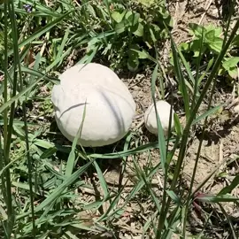 mushrooms-fungi