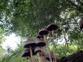 mushrooms-fungi