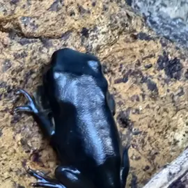 native-animals-frogs