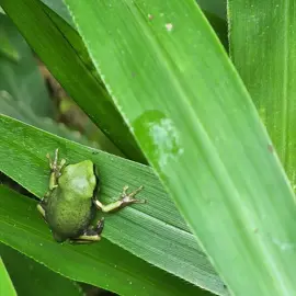 native-animals-frogs