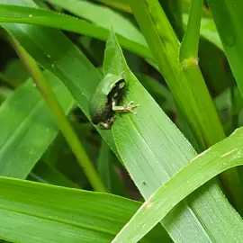 native-animals-frogs