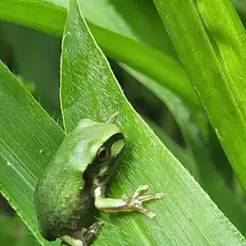 native-animals-frogs