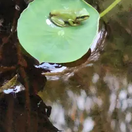 native-animals-frogs