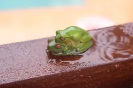 native-animals-frogs