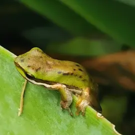 native-animals-frogs