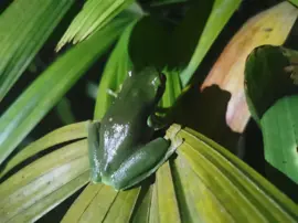 native-animals-frogs