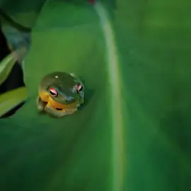 native-animals-frogs