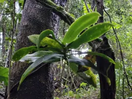 rainforest-geology