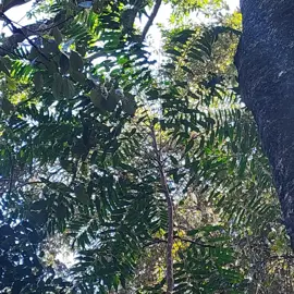 rainforest-geology