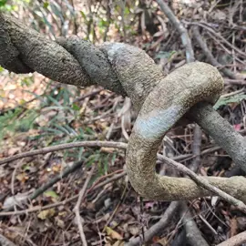 rainforest-geology