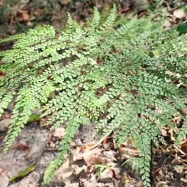 rainforest-geology