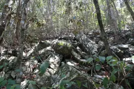 rainforest-geology