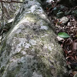 rainforest-geology