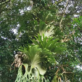 rainforest-geology