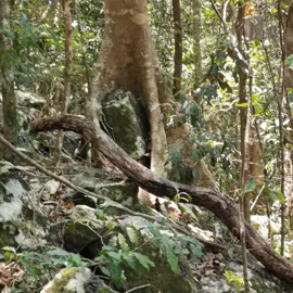 rainforest-geology