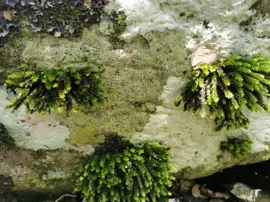 rainforest-geology