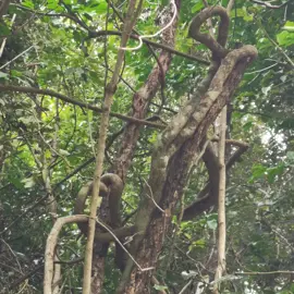 rainforest-geology