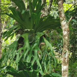 rainforest-geology