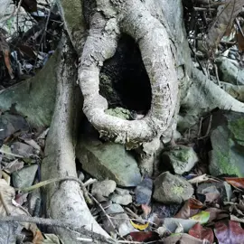 rainforest-geology