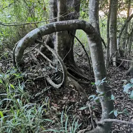 rainforest-geology