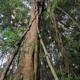 rainforest-geology