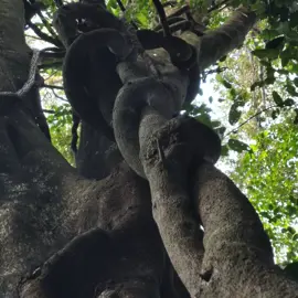 rainforest-geology