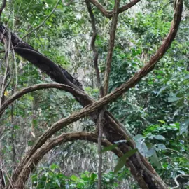 rainforest-geology