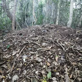 rainforest-geology