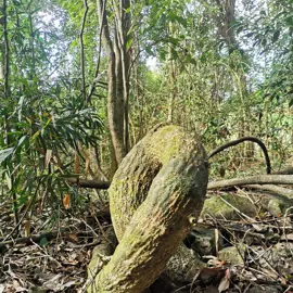 rainforest-geology