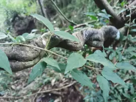 rainforest-geology