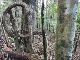 rainforest-geology