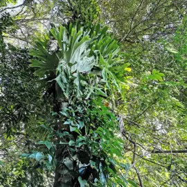 rainforest-geology