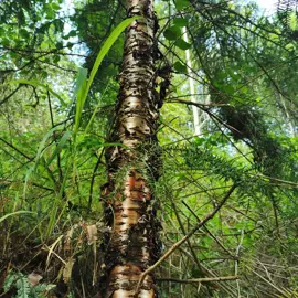 rainforest-geology