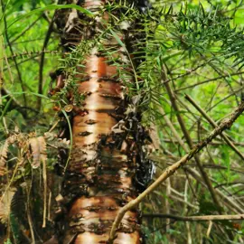 rainforest-geology