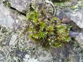 rainforest-geology