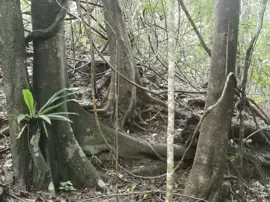 rainforest-geology