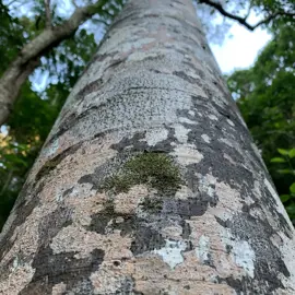 rainforest-geology