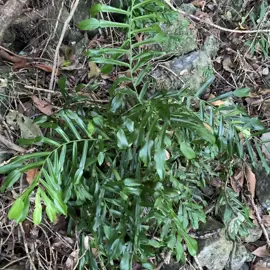 rainforest-geology