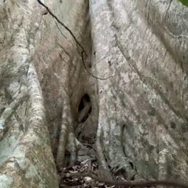 rainforest-geology