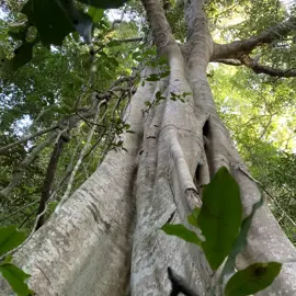 rainforest-geology