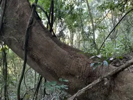 rainforest-geology