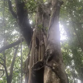 rainforest-geology