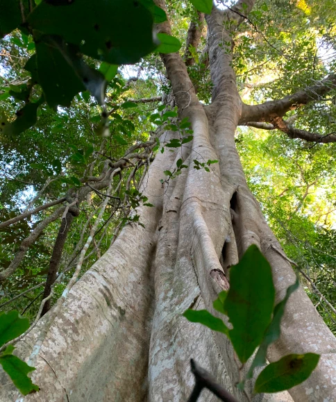 Grand old rainforest tree.