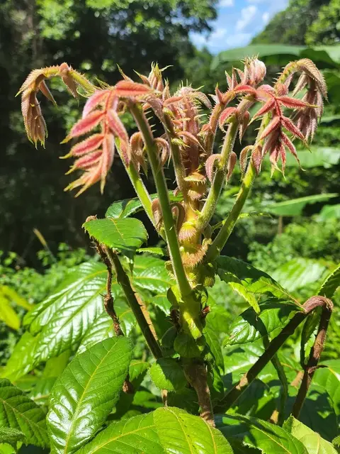 Bush tucker photograph from the Mt Pinbarren Nature Retreat gallery, dated 19 March 2022, 12:24 pm.
